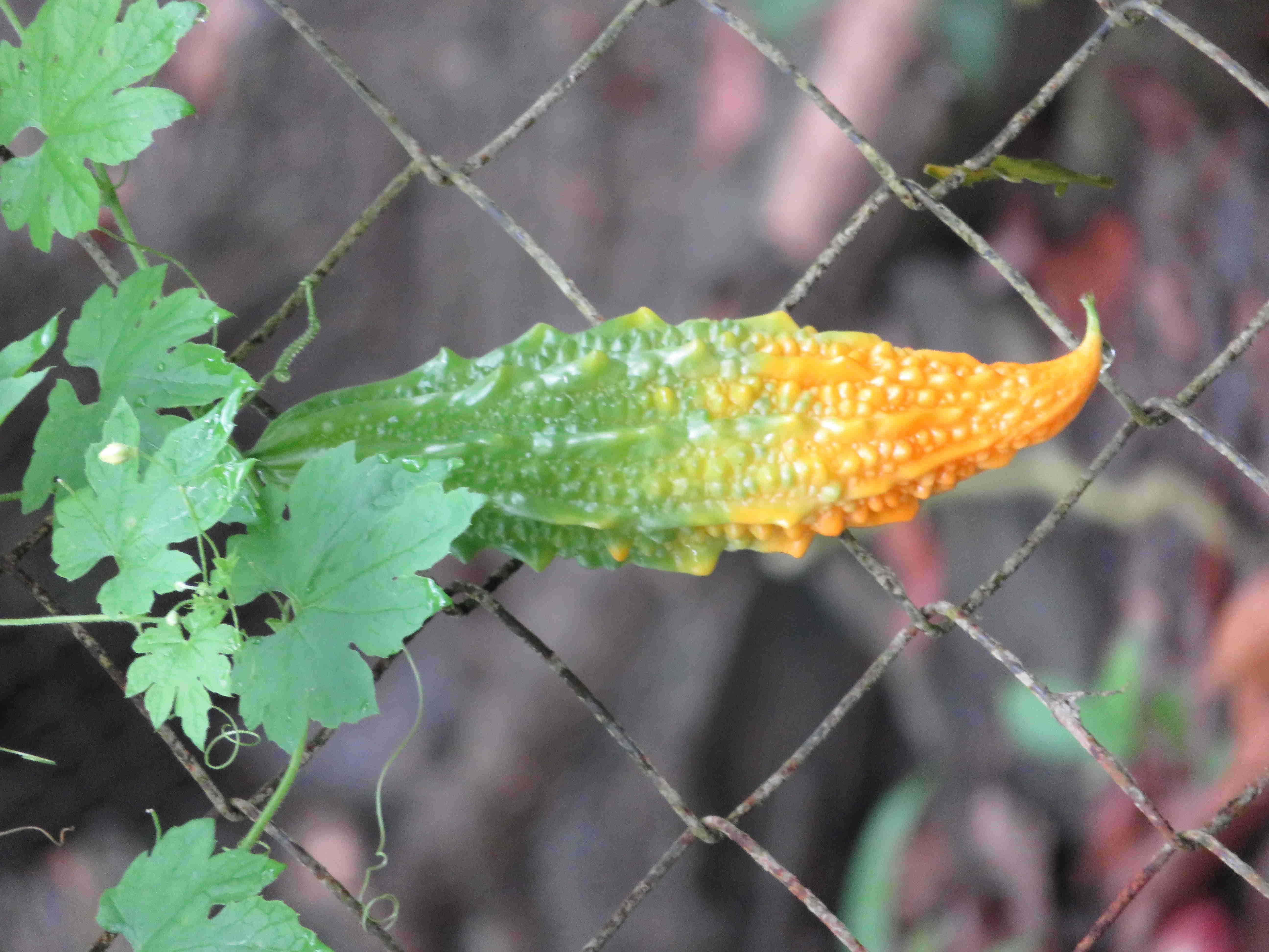 Annexe IMG_7487-ConvertImage.jpg