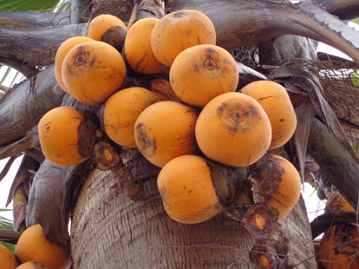 Annexe palmier ronier Cameroun.jpg