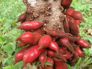 Annexe arilles du Cola des singes _ plante cauliflore.jpg