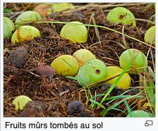 Annexe Fruits mûrs au sol (Wikipédia).png