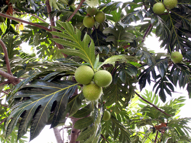 Annexe arbre_a_pain_fruit_a_pain_01 (1).JPG