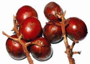 Annexe Trichoscypha_acuminata_fruits_P._Nyemeck_Fruitiers_Cameroun.jpg