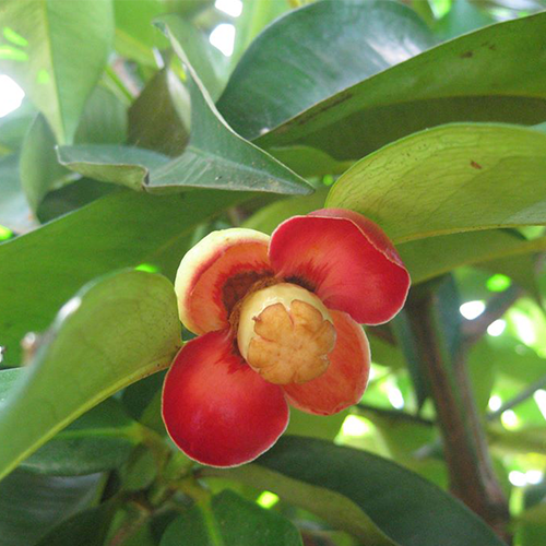 Annexe garcinia-mangostana-mangistan-flower-blooming.png