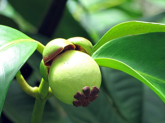 Annexe garcinia_mangostana_fruit.jpg