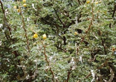 Annexe Acacia nilotica en fruits.jpg