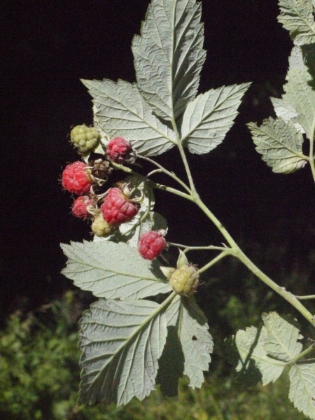 Annexe img_000183811L.jpg