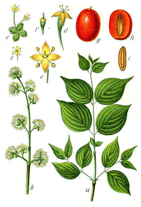 Annexe 290px-Cornus_mas_Sturm40.jpg