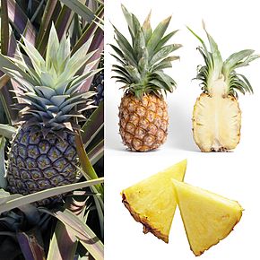 Annexe 290px-Owoce_Ananas.jpg