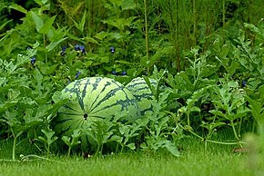 Annexe 290px-Watermelon-garden.jpg
