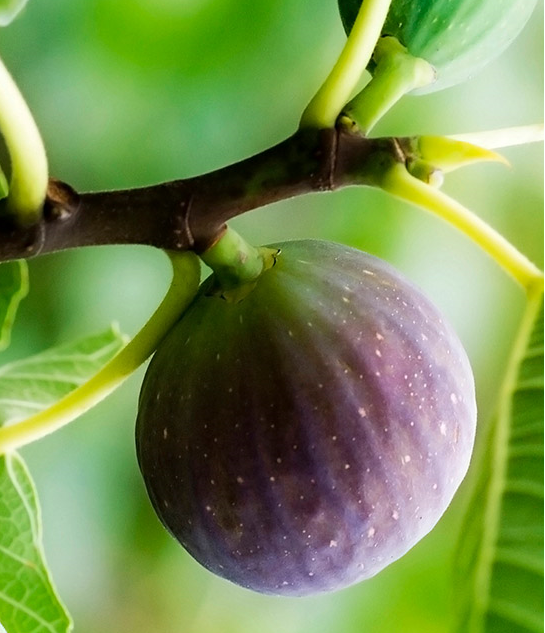 Annexe Sans titre.png