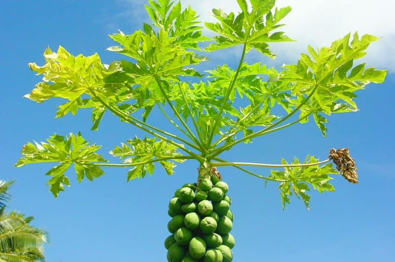 Annexe papayier-solo-800x532.jpg