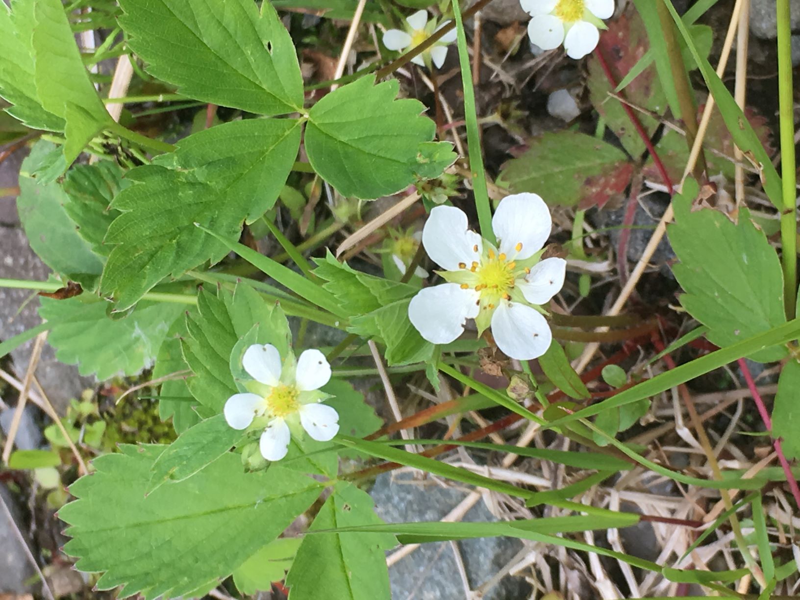 Annexe Fraisier (4).JPG