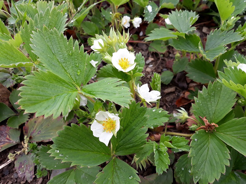 Annexe 20200420_105508.jpg