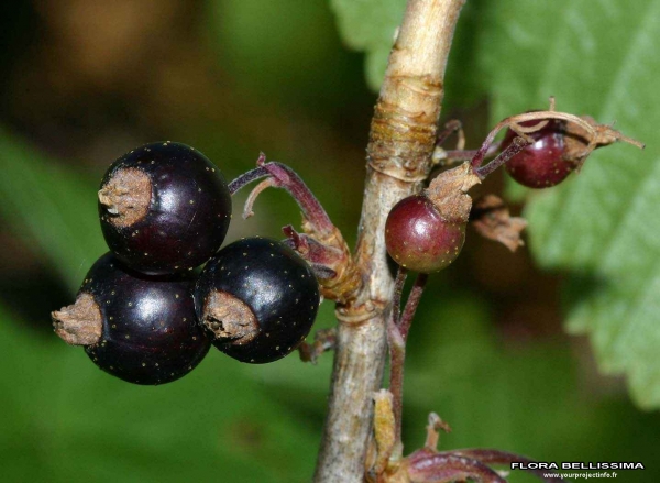 Annexe Ribes nigrum-Thierry Pernot.jpg