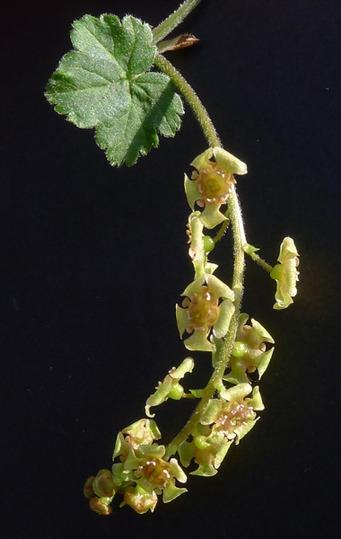 Annexe Ribes rubrum-Bertand Bui.jpg