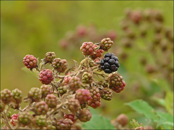 Annexe Rubus fructicosus - Eric Leguay.jpg