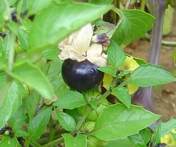 Annexe Tomatille.jpg