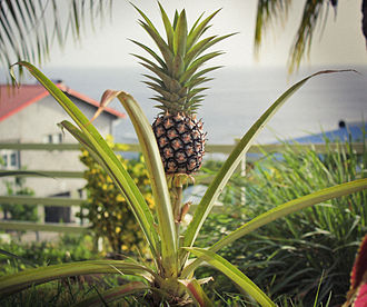 Annexe Arbuste ananas.jpg