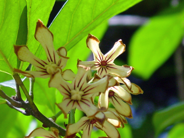 Annexe Cola_acuminata-masc-fem.jpg