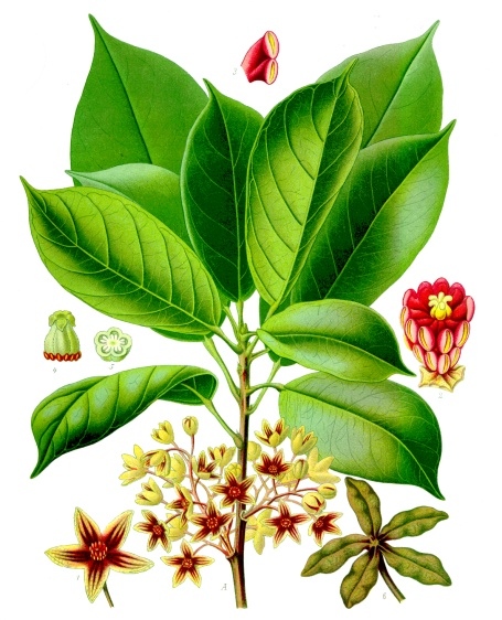 Annexe Cola_acuminata_-_Köhler–s_Medizinal-Pflanzen-183.jpg
