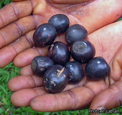 Annexe Vitex_doniana_fruit_DSCN3000_(153).jpg