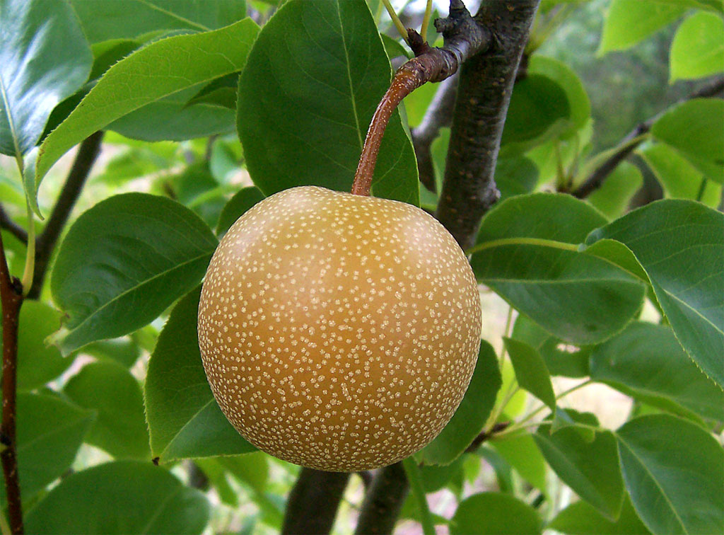 Annexe Nashi_pear.jpg