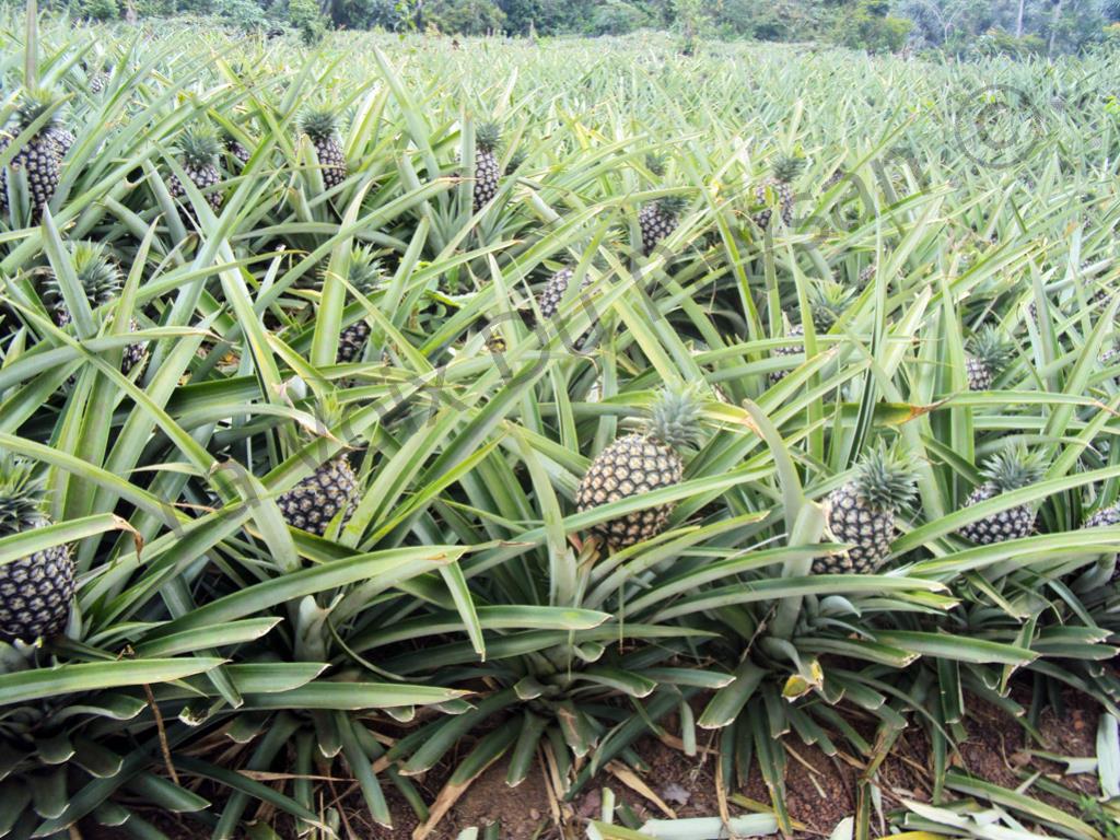 Annexe champ-ananas-awae.jpg