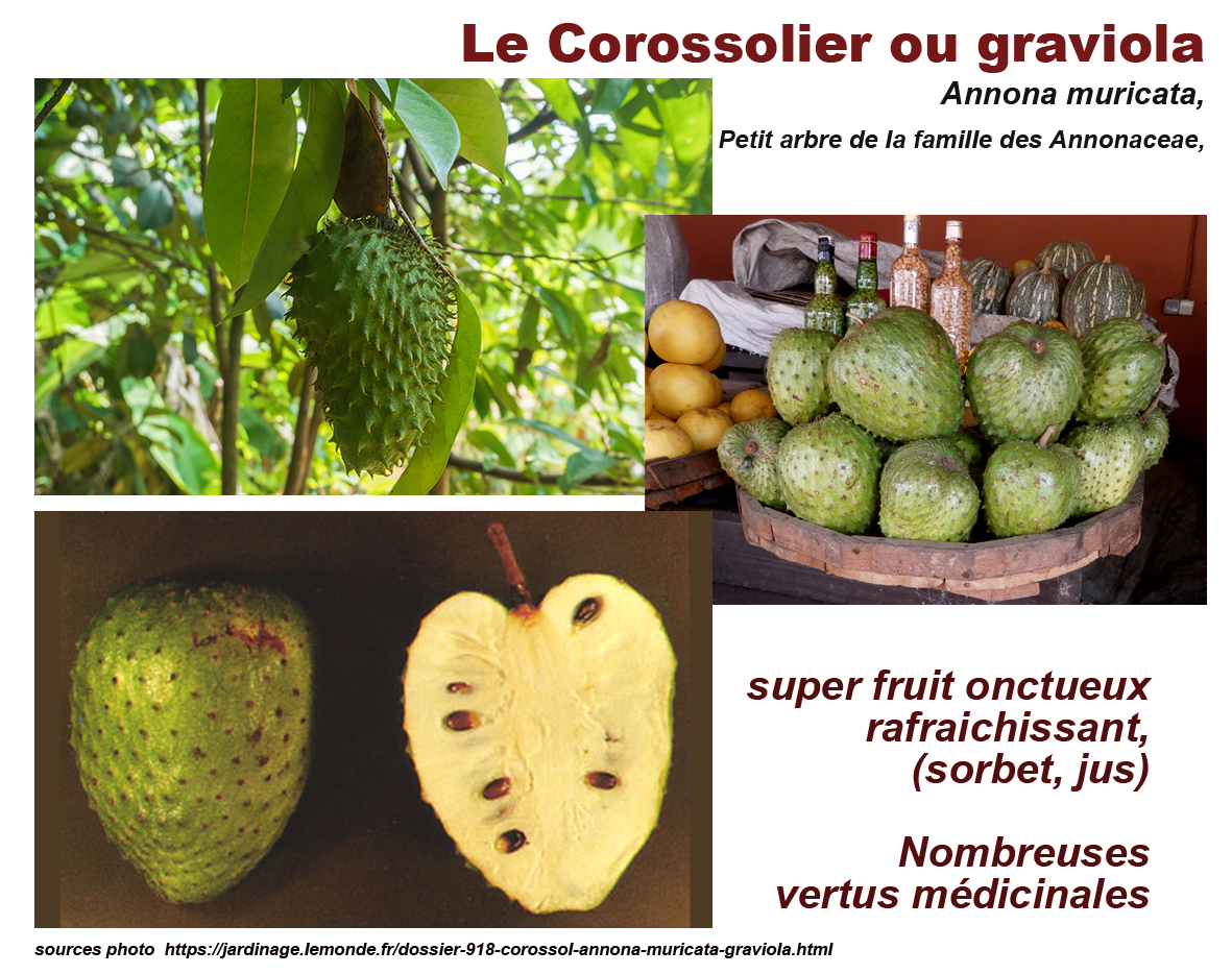 Annexe corossolier.jpg