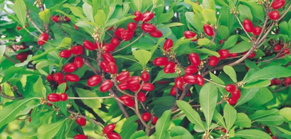 Annexe httpswww.vipeoples.netConnaissez-vous-le-fruit-miraculeux-et-son-pouvoir-extraordinaire_a30150.html.jpg