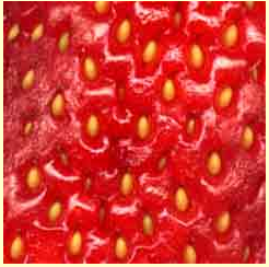 Annexe fraise gros plan.PNG