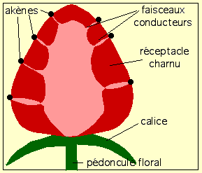 Annexe schéma fraise.PNG