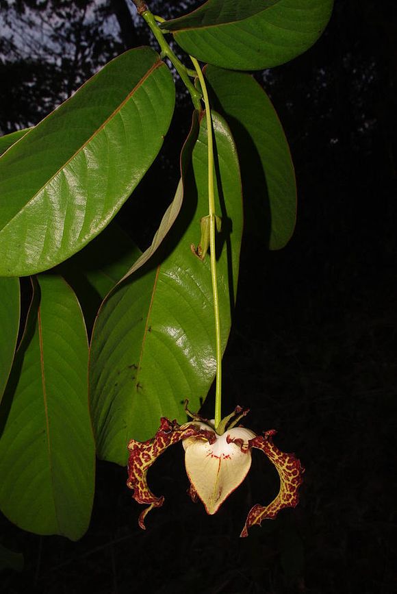Annexe Monodora_myristica_(Annonaceae)_in_the_Dja_Faunal_Reserve.jpg