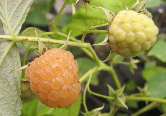 Annexe FRAMBOISIER-golden-bliss-1213023339a.jpg