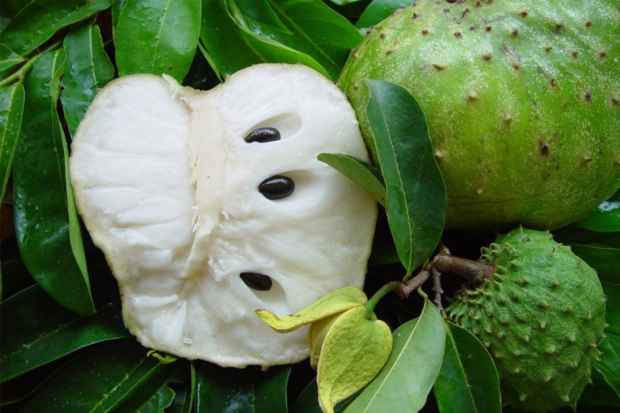 Annexe Annona muricata.JPG