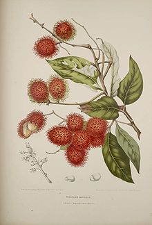 Annexe Ramboutan.jpg