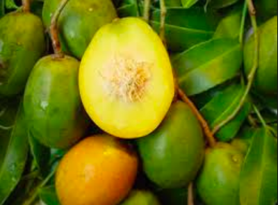 Annexe Capture d’écran 2020-04-26 à 09.34.29.png