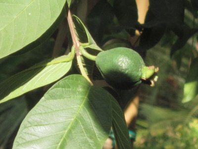 Annexe Psidium11.jpg