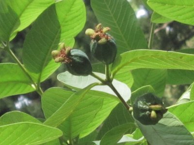 Annexe Psidium12.jpg