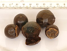 Annexe Vitex_doniana.jpg