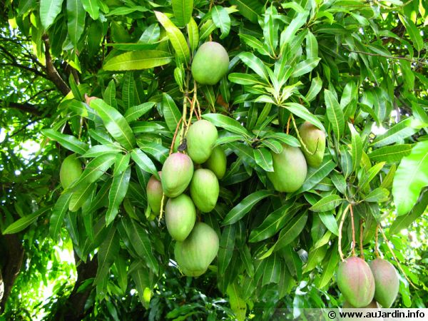 Annexe mangifera-indica-fruit-600x450.jpg