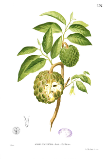 Annexe 220px-Annona_squamosa_Blanco1.192.png