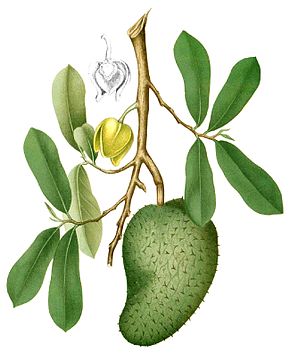 Annexe 290px-Annona_muricata_Blanco1.196-cropped.jpg