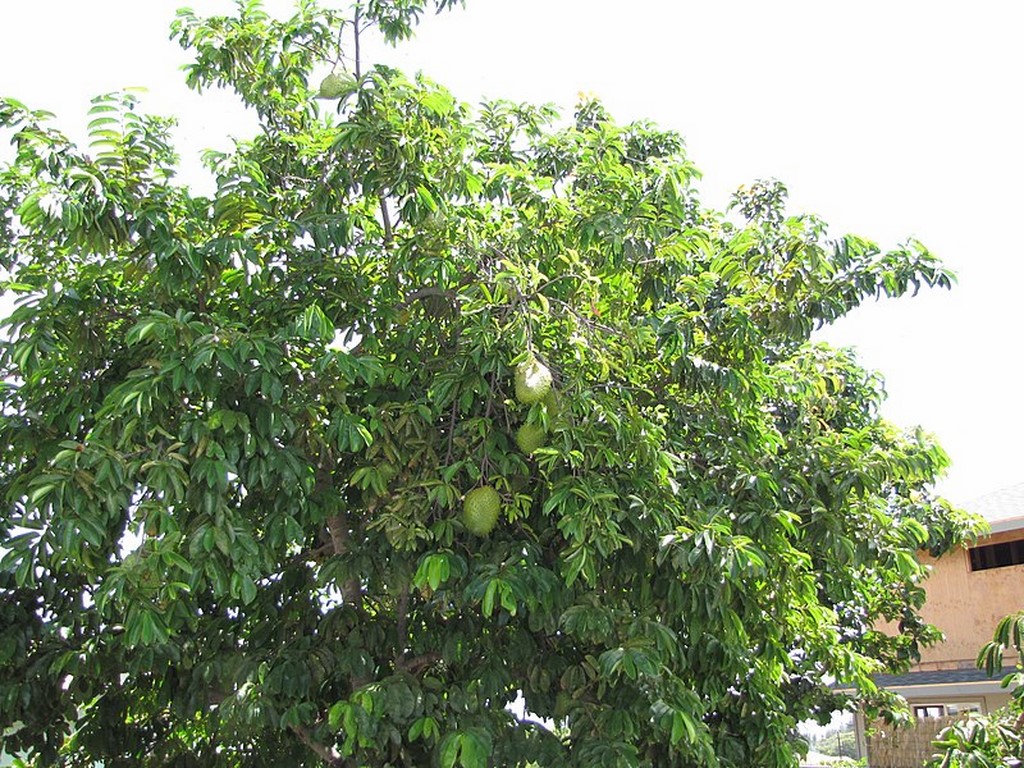 Annexe Annona muricata arbre.jpg