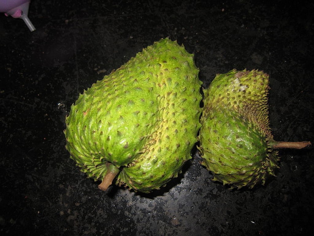 Annexe Annona muricata.JPG