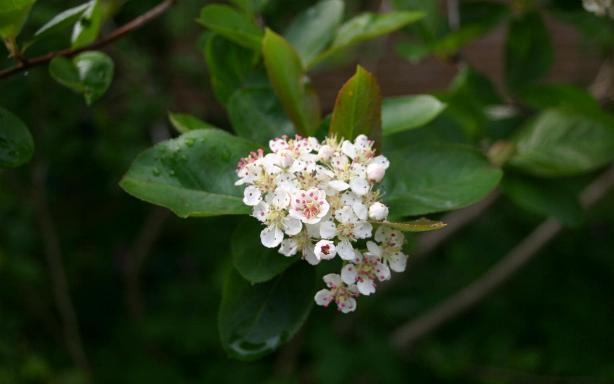 Annexe Aronia-melanocarpa-Aron.JPG