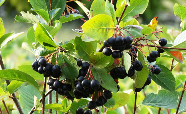 Annexe aronia-172440.jpg