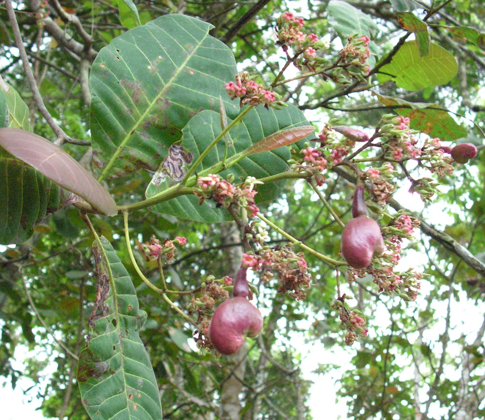 Annexe Branche danacardier1-jardinage.ooreka.fr.jpg