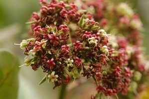 Annexe Fleurs danacardier-jardinage.ooreka.fr.jpg