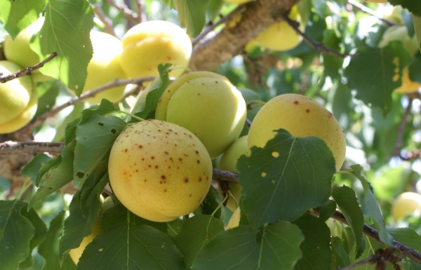 Annexe img 001983138L.jpg