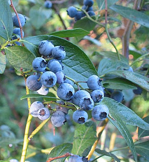 Annexe 290px-Vaccinium_corymbosum(01).jpg